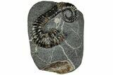Cretaceous Heteromorph Ammonite (Aegocrioceras) Fossil - Germany #228156-1